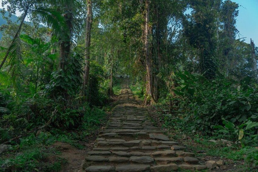 A stone pathway through a dense forest. 5
