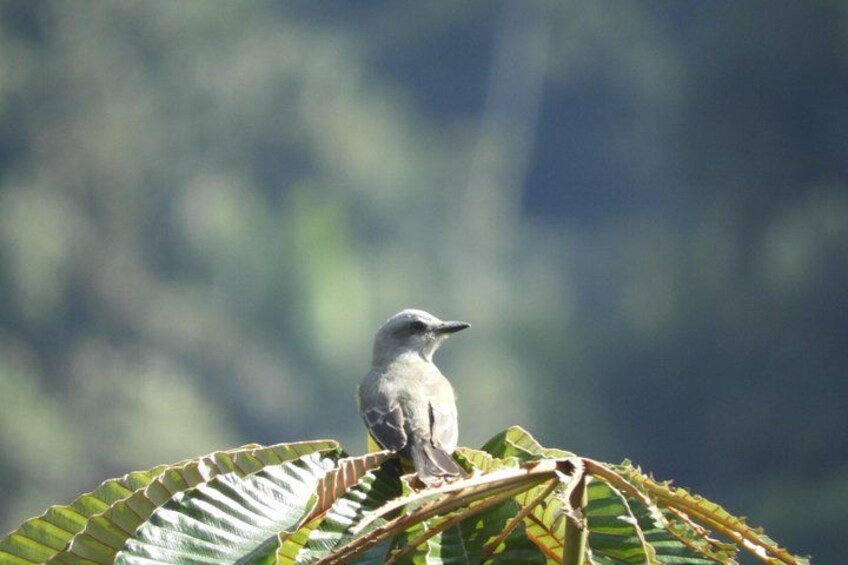A small bird perched on a leaf. 2
