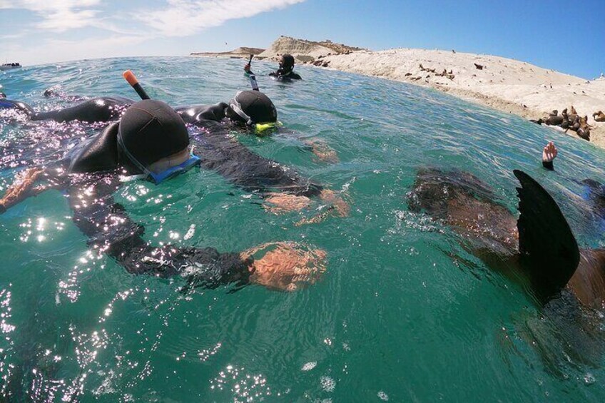 Snorkeling with Sea Lions