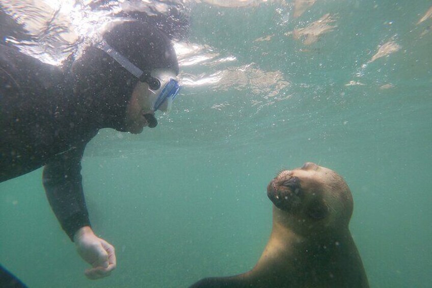 Snorkeling with Sea Lions