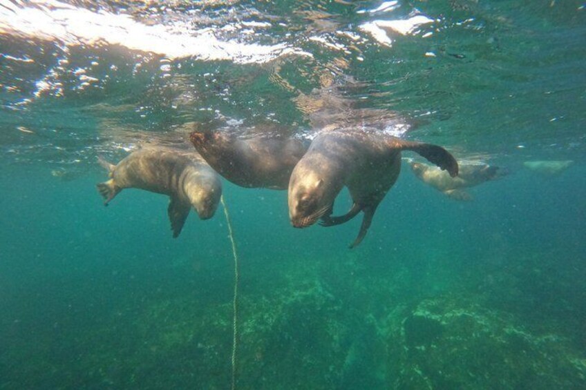 Snorkeling with Sea Lions 3