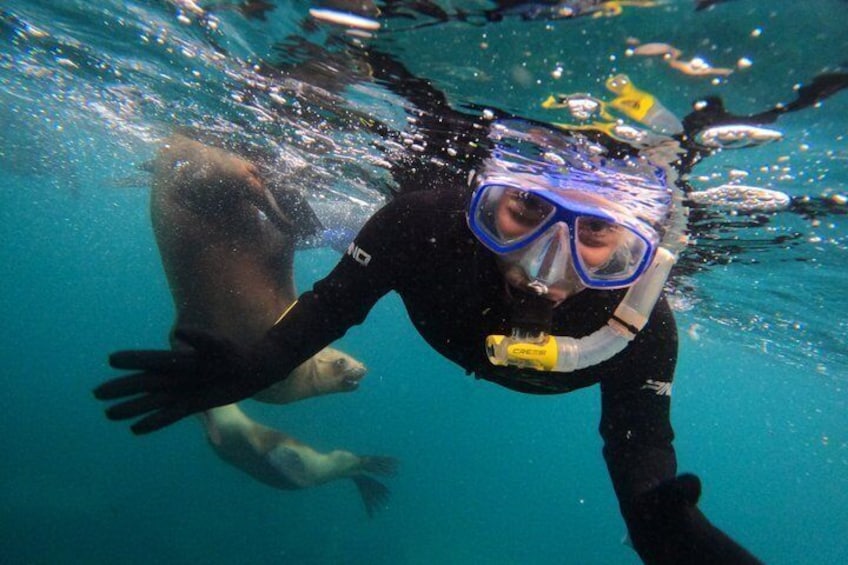 Snorkeling with Sea Lions 1