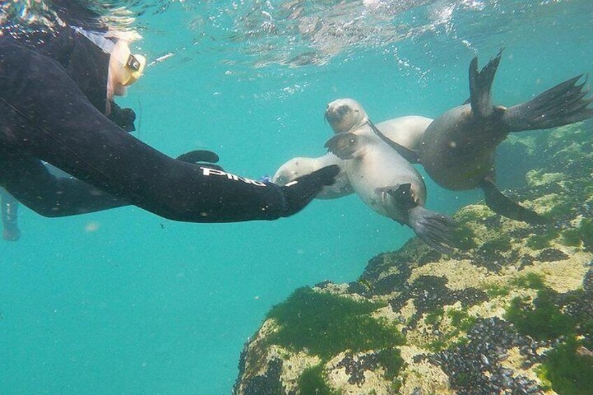 Snorkeling with Sea Lions