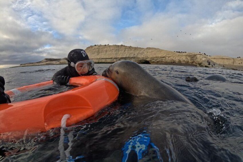 Snorkeling with Sea Lions 2