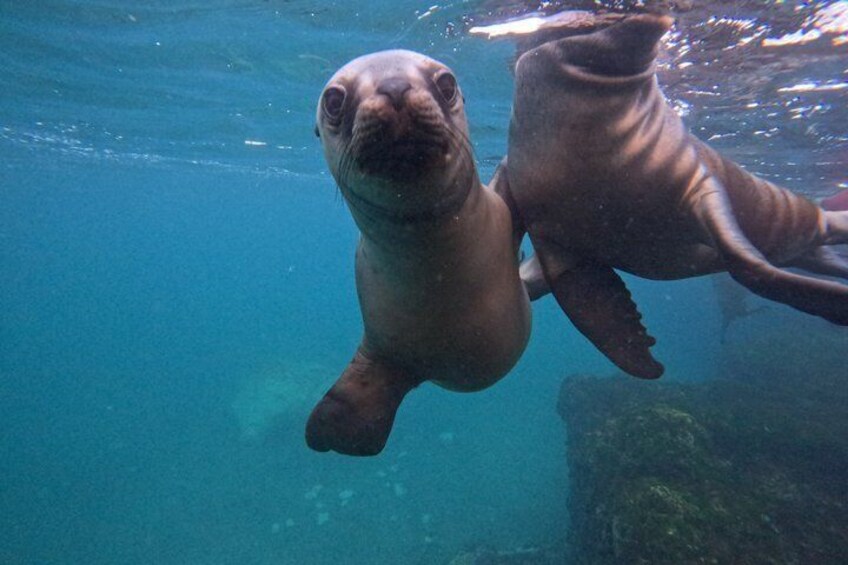 Snorkeling with Sea Lions 4