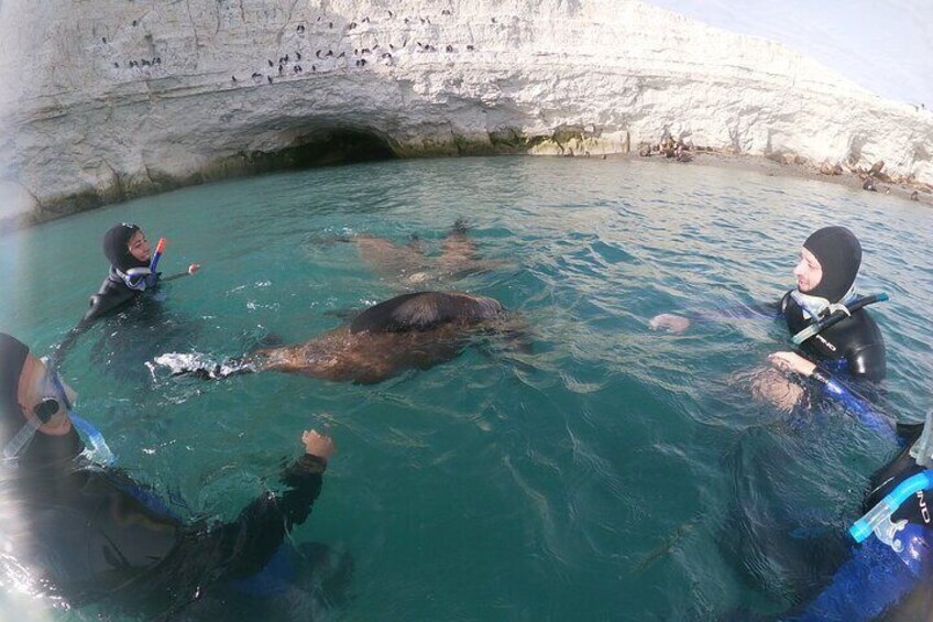 Snorkeling with Sea Lions