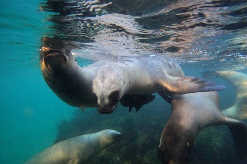 Snorkeling with Sea Lions 5
