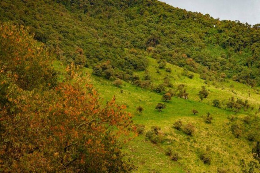 Un paisaje montañoso con vegetación verde exuberante y árboles dispersos. 4