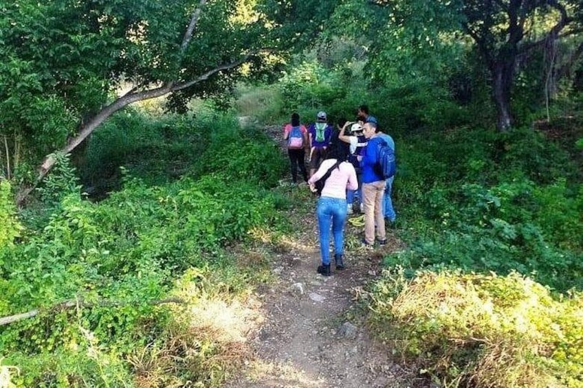 Eine Gruppe Wanderer auf einem Waldpfad, umgeben von dichtem Grün. 2