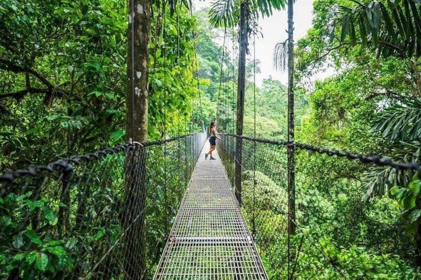 Rainforest Walk 2