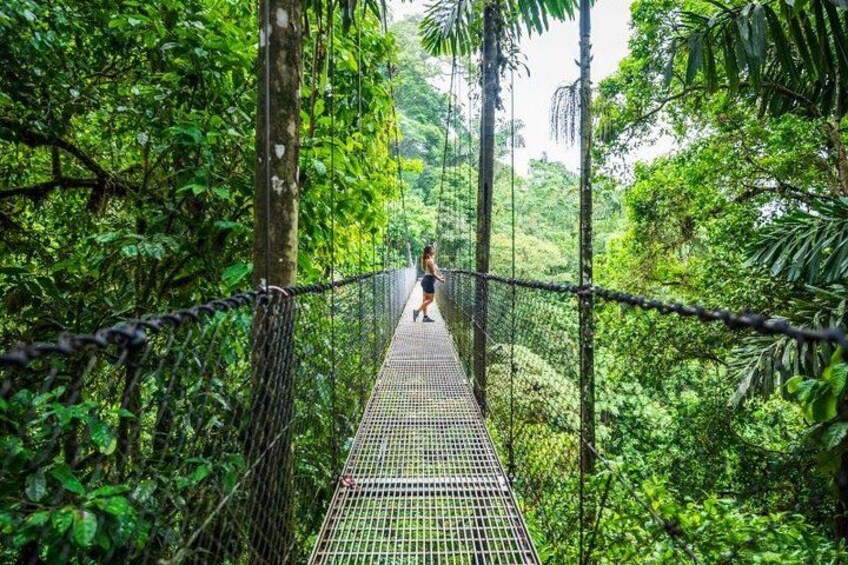 Rainforest Walk 4