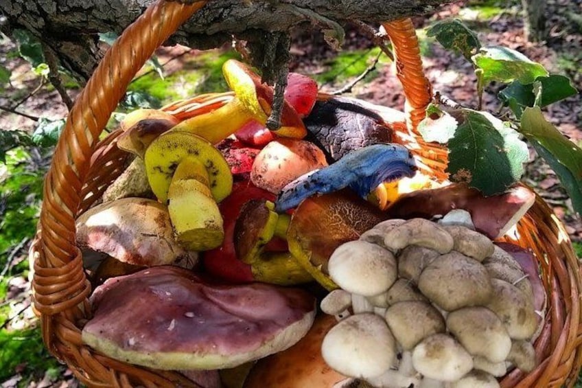 Un panier rempli de divers champignons et de fruits. 1