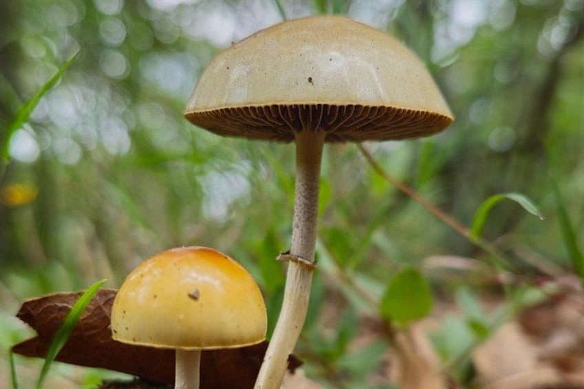 Deux champignons, dont les chapeaux et les tiges sont de couleur brune, dans une forêt. 2