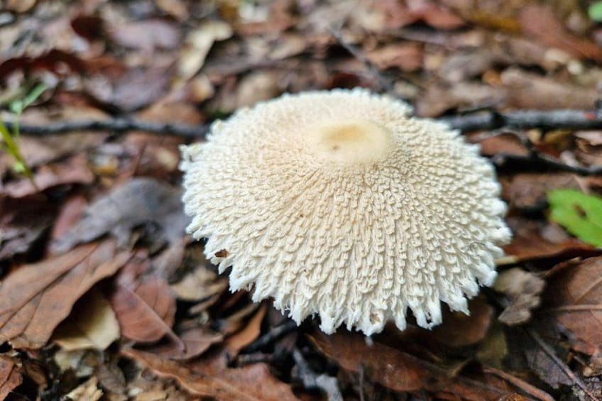 Un champignon à chapeau texturé, entouré de feuilles mortes. 3