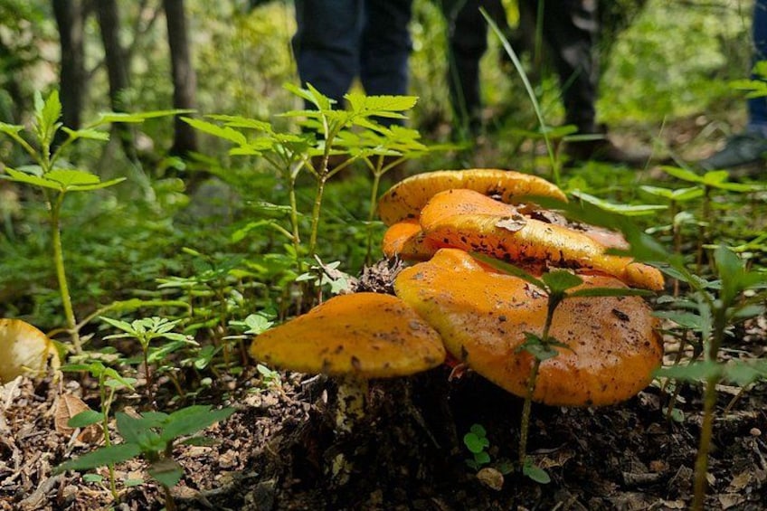 Un groupe de champignons orange poussant dans une forêt. 4