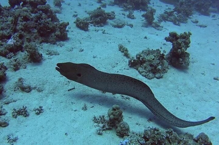 Second largest Barrier Reef Adventure 3