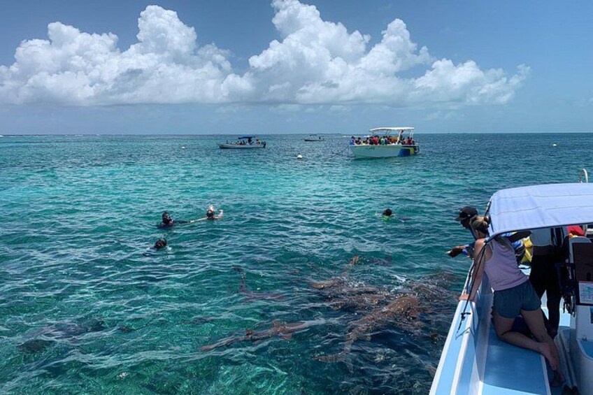 Second largest Barrier Reef Adventure 3