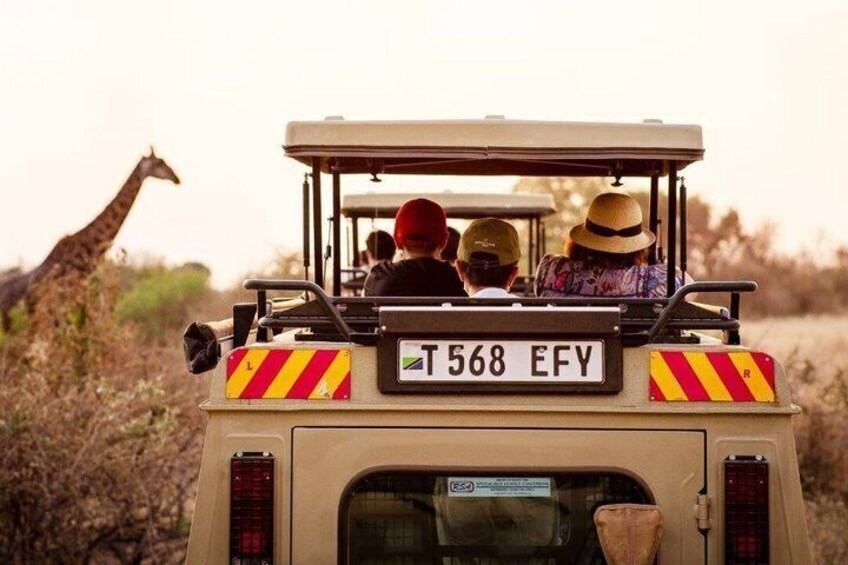 Safari bil med passagerer, en giraf i baggrunden, og et nummerplade med teksten 'T568 EFY'. 4