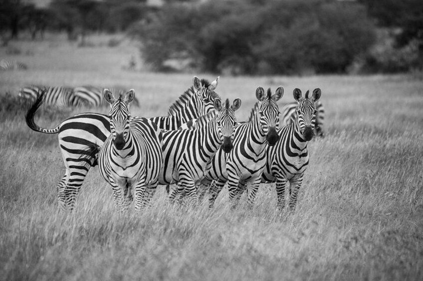 A group of zebras in a grassy field. 3