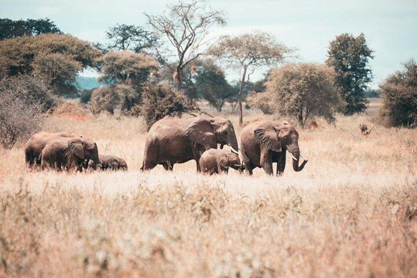 12 Days Best Of Kenya and Tanzania Safari - Luxury 2
