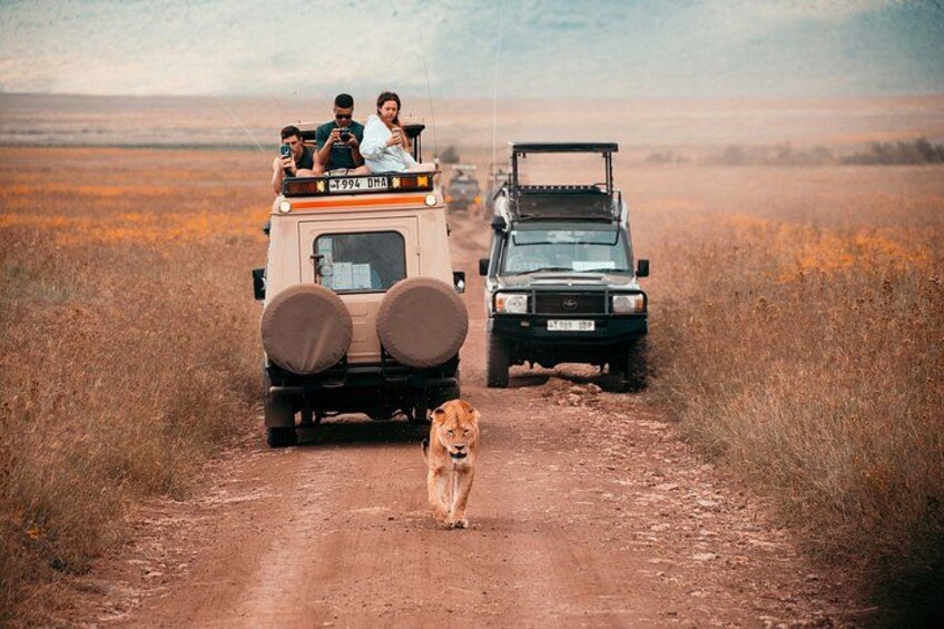 A safari vehicle with passengers and a dog on a dirt road, surrounded by dry grassland. 2