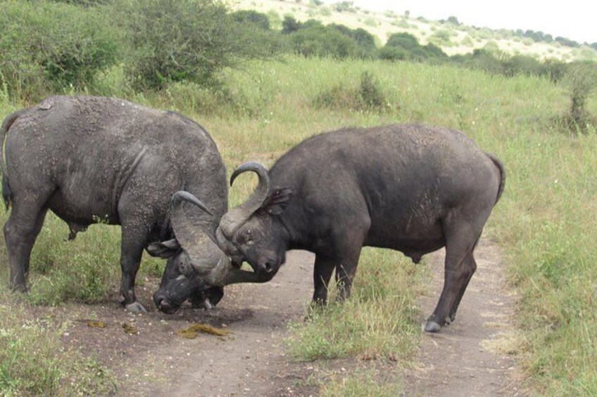 Two buffaloes fighting on a dirt path in a grassy field. 4