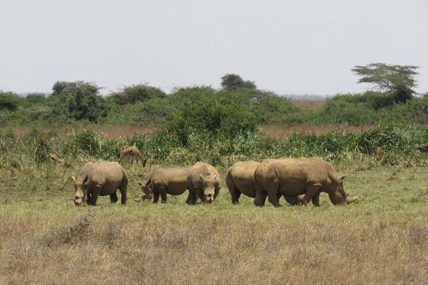 white rhinos