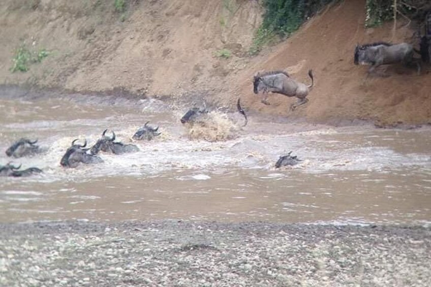 A herd of wildebeests crossing a river. 5