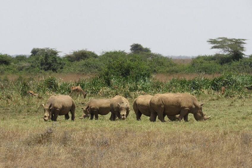 A group of rhinos grazing in a grassy field with trees and shrubs in the background. 3