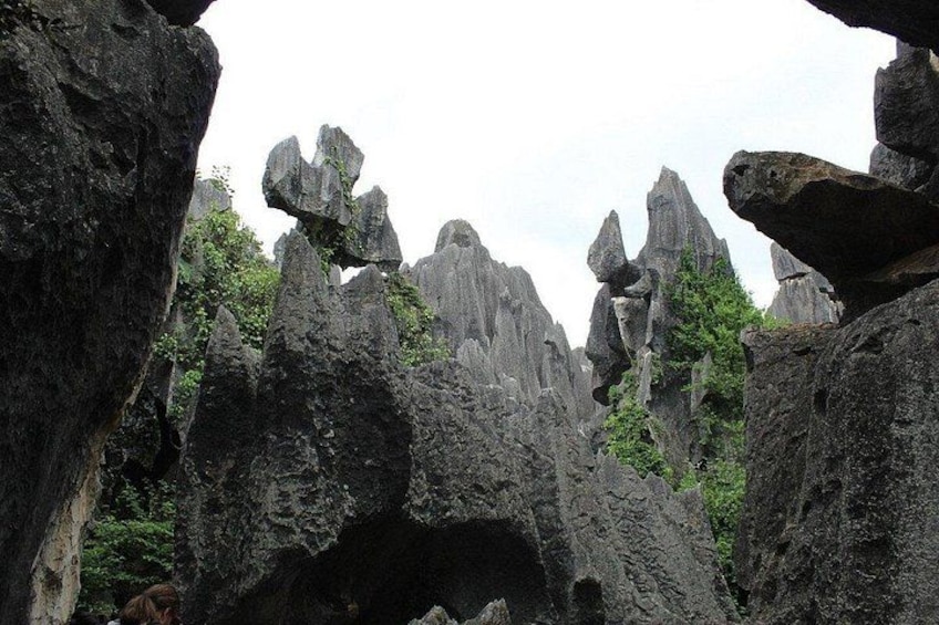 1 Day Stone Forest & Jiuxiang Cave Tour 2