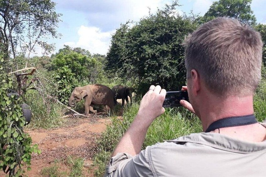 Elephants in their natural behavior 4