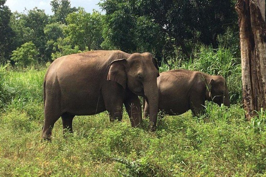 MIneriya is an ideial place to witness Sri Lankan Elephants 3