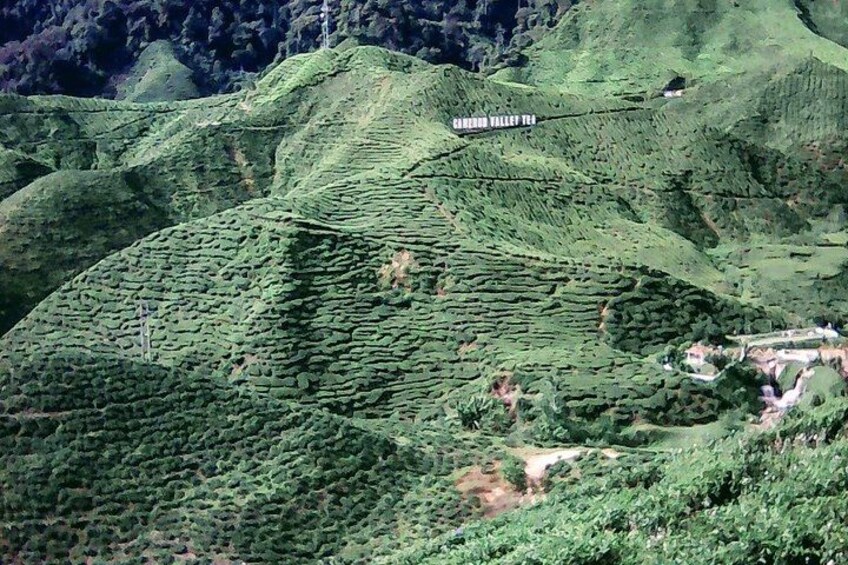 Cameron Highlands Day Trip From Kuala Lumpur 4