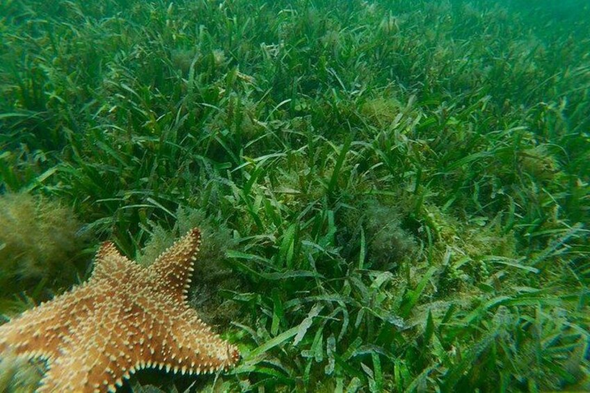StarFish at Cabezas de San Juan, Ensenada Yegua, Fajardo PR. 3