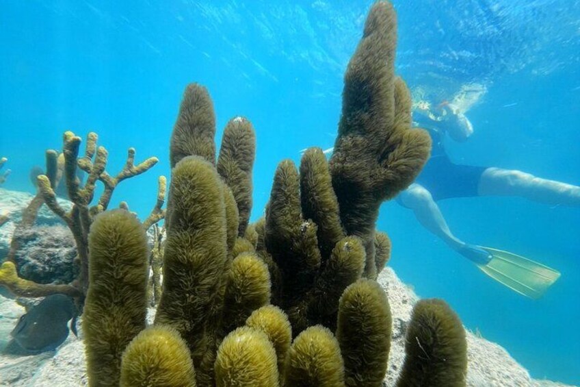 A diver exploring a coral reef with various types of coral formations. 1