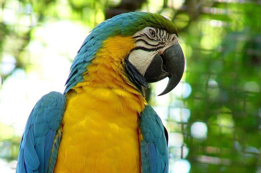 Iguazu Falls Saver Package! Both sides excursions & transfers 3