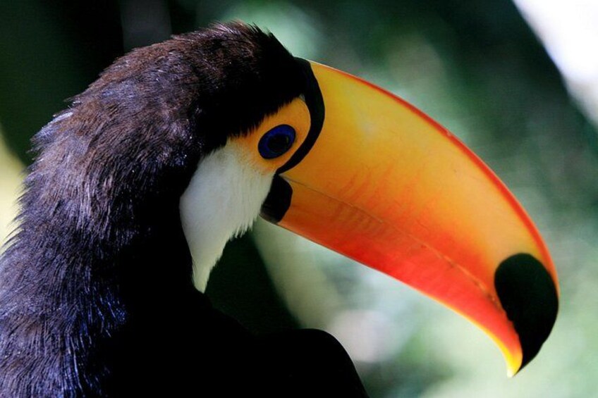 Iguazu Falls Saver Package! Both sides excursions & transfers 2
