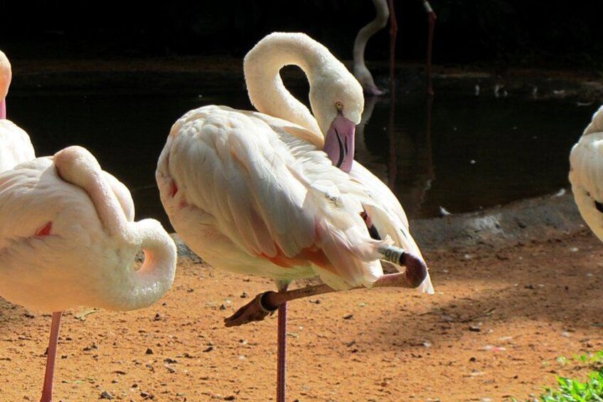 Iguazu Falls Saver Package! Both sides excursions & transfers 4