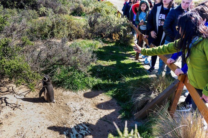En gruppe mennesker observerer en lemur i et naturområde med sparsom vegetation og en jordvej. 1
