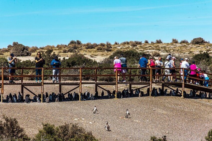 En gruppe mennesker observerer pingviner på en stenstrand med et træhegn, der adskiller dem. 2