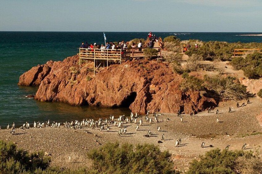 En klippeafsats med en træplatform, en strand med pingviner, og havet i baggrunden. 4