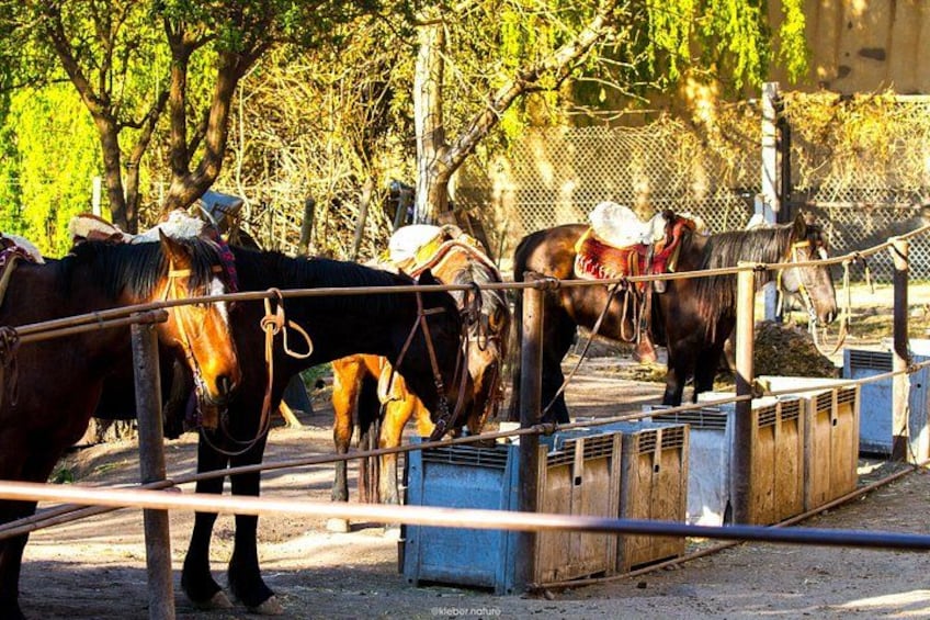Horses in a fenced enclosure with wooden barriers and trees in the background. 3