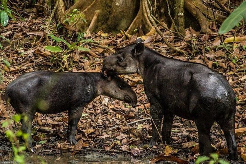 Tapir, in Corcovado 5