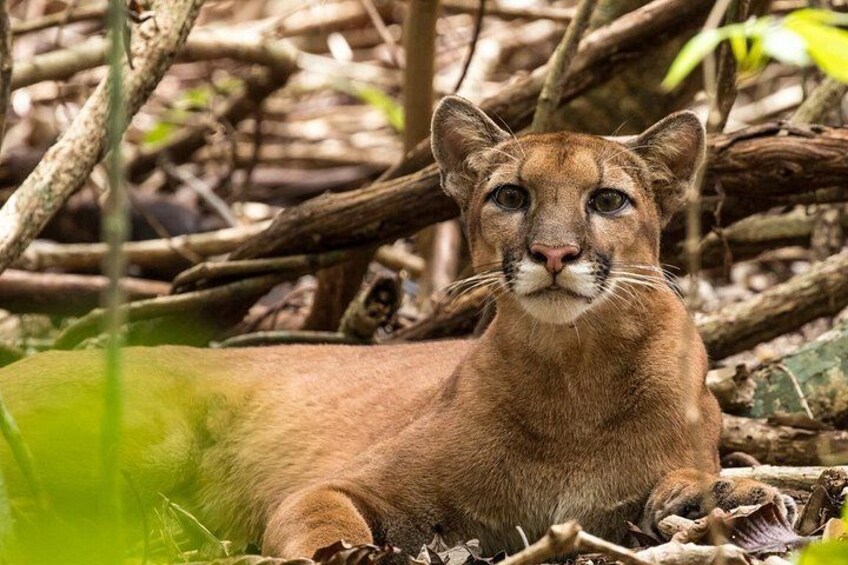 Cougar, in Corcovado 1