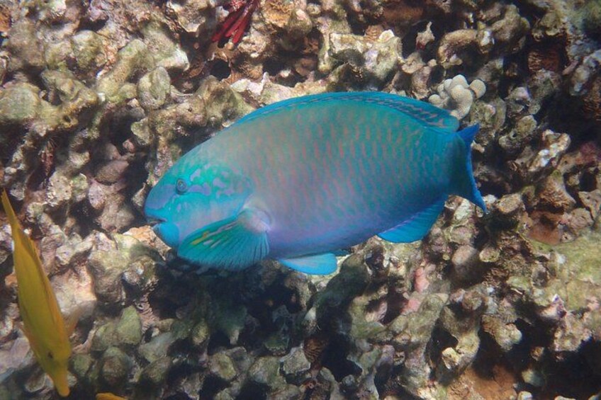 A blue fish swimming near a coral reef. 4