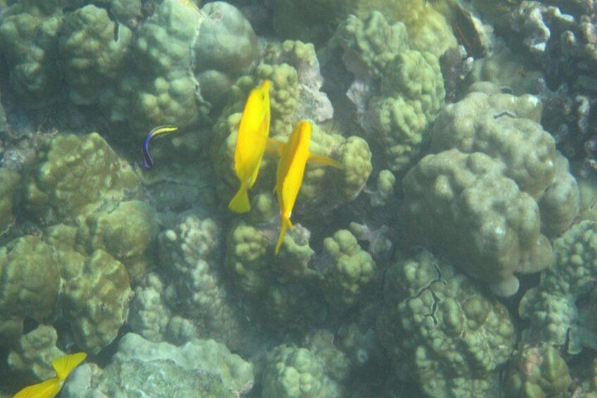 A coral reef with yellow fish swimming among the corals. 5