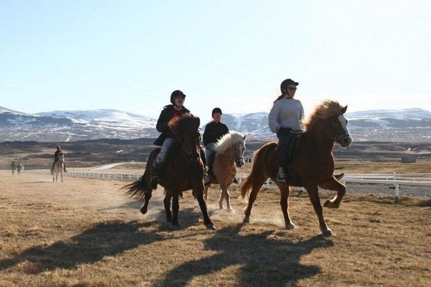The Viking Horse Riding Experience in North Iceland 2