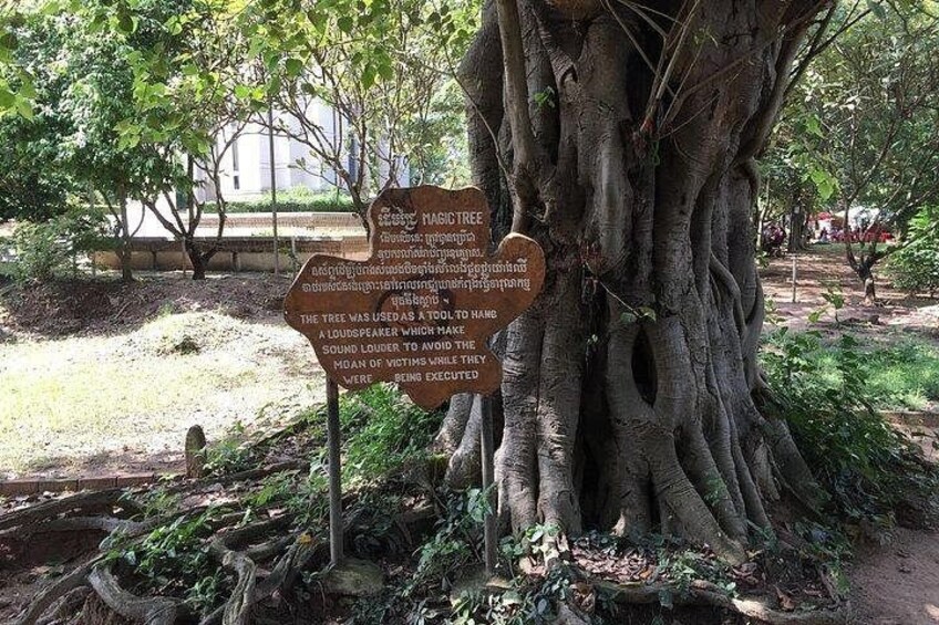 Un árbol grande con un cartel que explica su uso histórico como herramienta para amplificar el sonido y evitar los lamentos de las víctimas que eran ejecutadas. 3
