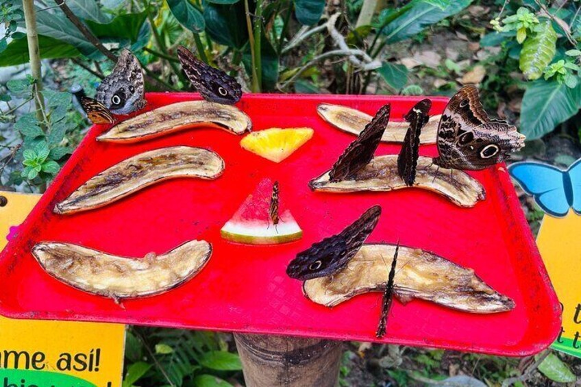 A red tray with dried banana slices and a slice of watermelon, surrounded by butterflies. 3