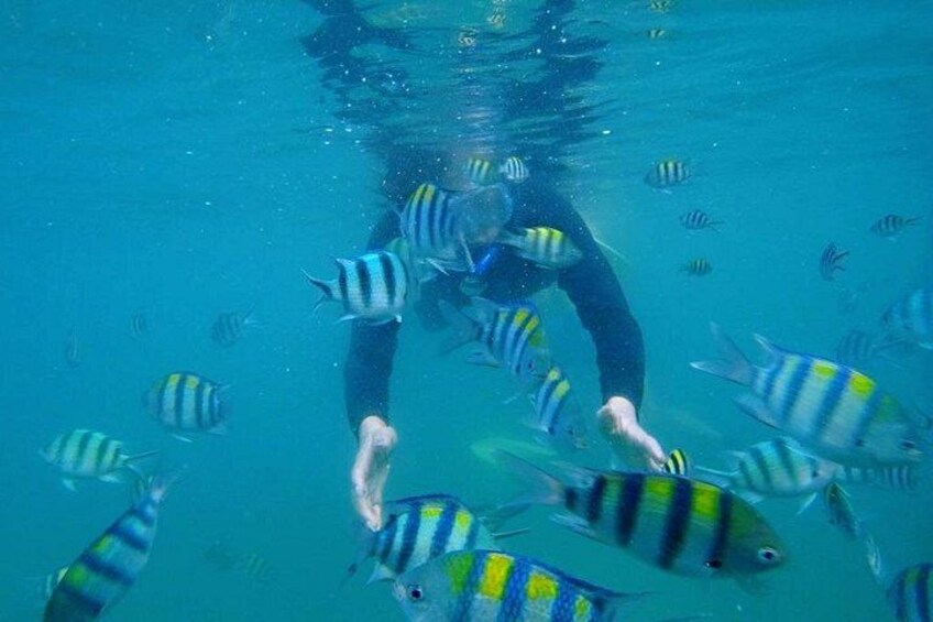 A person swimming underwater surrounded by striped fish. 4